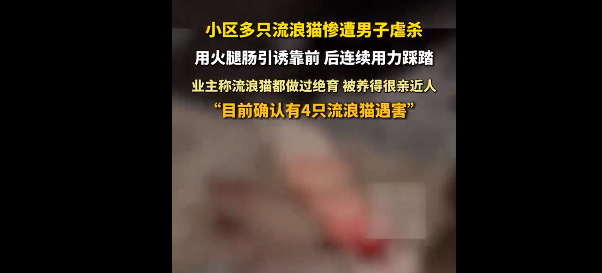 上海一男子火腿肠诱杀流浪猫 恶行引众怒 上海一男子火腿肠诱杀流浪猫 恶行引众怒