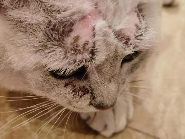 猫鼻子上长猫藓怎么办? 猫鼻子上长猫藓怎么办?