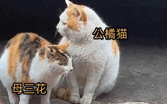 三花去世后，胖橘不吃不喝直到离开