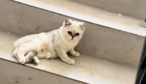 电梯口捡到银渐层,原主弃养苦等7日,安全出口见真情 电梯口捡到银渐层,原主弃养苦等7日,安全出口见真情