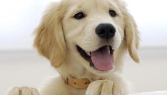 老年犬牙齿松动要拔吗？