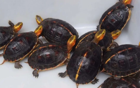 黄缘闭壳龟，喜欢散养还是土养？