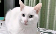 猫咪眼睛红肿流泪是结膜炎吗