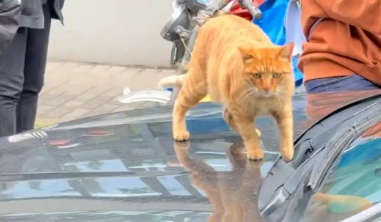 猫咪趴在引擎盖上，车主开车带猫游行。喵生也足已了，坐观光车了