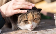 猫咪腹部肿胀可能是什么病症