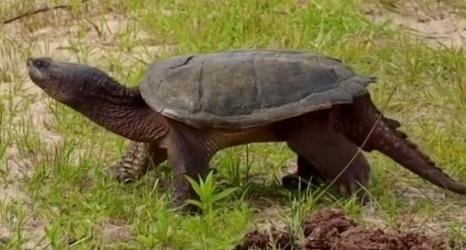 北美拟鳄龟感冒治疗全攻略：科学应对，精准护理