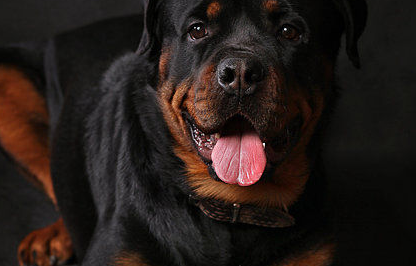 狗后腿髋关节脱出怎么办？