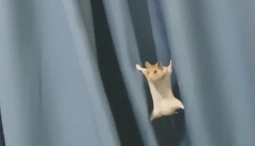 仓鼠爬窗帘滑落时,四肢张开卡在了窗帘缝隙中。网友:它还会轻功