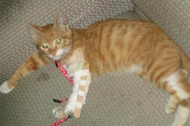 猫前腿断了该如何处理？