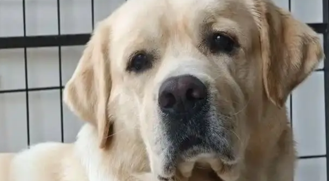 猪狗被困10天,猪饿出马甲线,拉布拉多却胖出啤酒肚 猪狗被困10天,猪饿出马甲线,拉布拉多却胖出啤酒肚