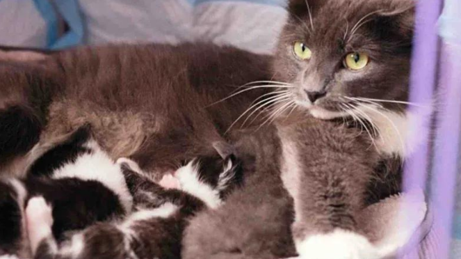 寒夜铁桶藏娇儿,流浪猫妈守护奇迹 寒夜铁桶藏娇儿,流浪猫妈守护奇迹