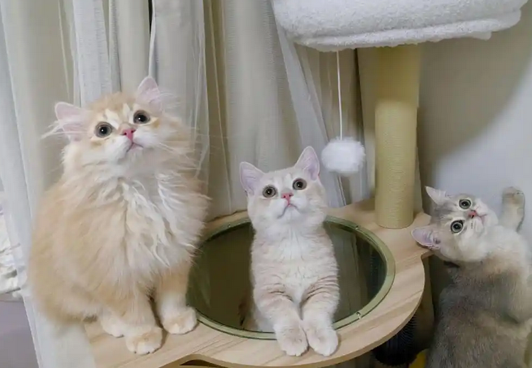 怎么知道猫咪是不是得了猫鼻支