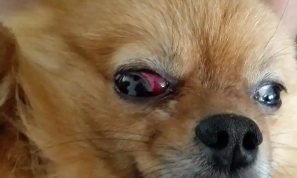 狗狗眼睛发红怎么回事