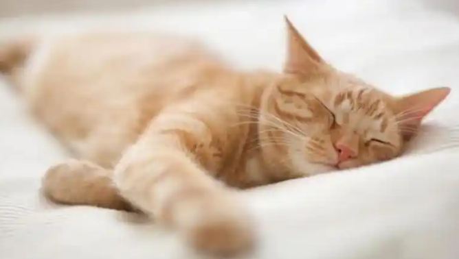猫咪便血可能由哪些原因引起 猫咪便血可能由哪些原因引起