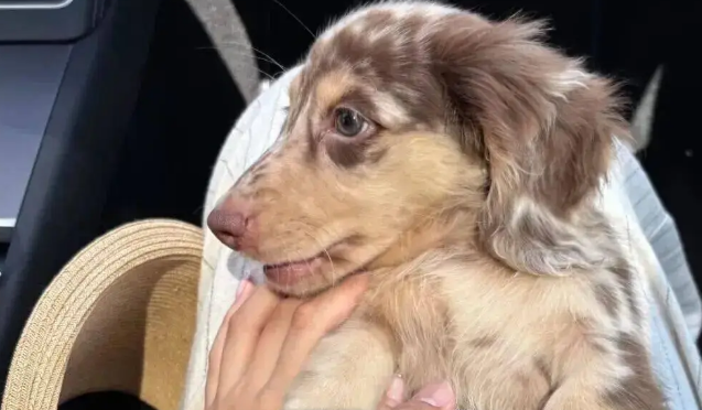 网友买的小狗狗到新家第一晚就超适应，啊啊啊……谁懂啊！