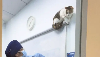 猫咪绝育前上蹿下跳，根本捉不住，像火锅里狡猾的宽粉 