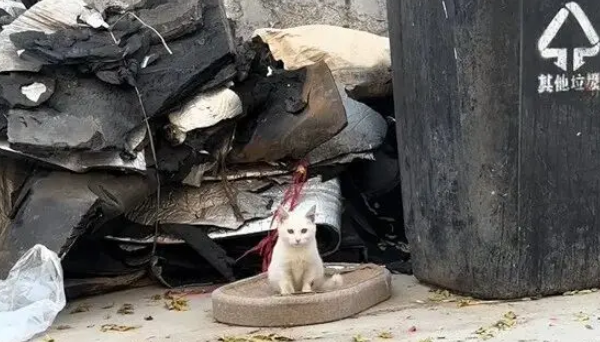 他丢弃的猫抓板,却被流浪猫当成珍宝,用执着赌赢了余生幸福 他丢弃的猫抓板,却被流浪猫当成珍宝,用执着赌赢了余生幸福