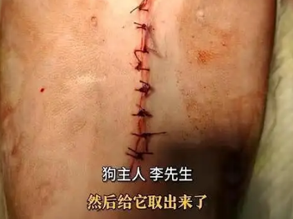 公园火腿肠藏鱼钩,犬只误食险丧命 公园火腿肠藏鱼钩,犬只误食险丧命