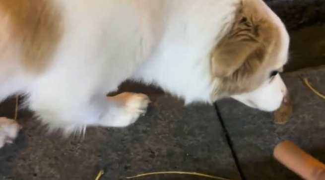 男子好心给路边啃竹签的狗子买火腿肠,结果狗子主人是饭店老板 男子好心给路边啃竹签的狗子买火腿肠,结果狗子主人是饭店老板