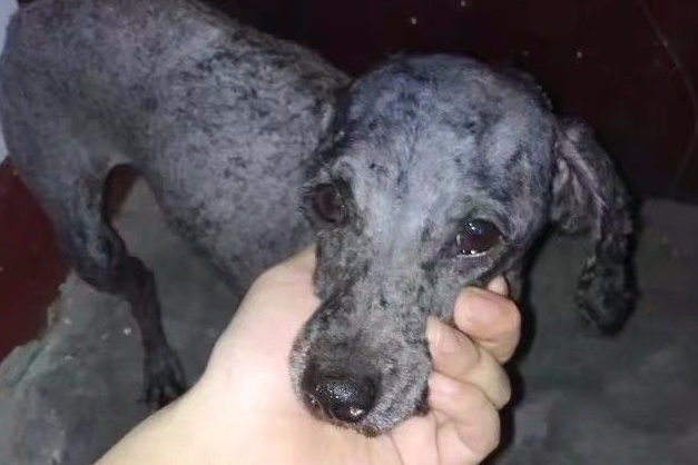 网友路边捡回一只病狗，老板却直呼运气好