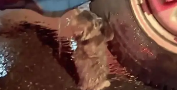 男子暴雨天捡回一只流浪猫,养了两个月后,小猫越来越好看 男子暴雨天捡回一只流浪猫,养了两个月后,小猫越来越好看