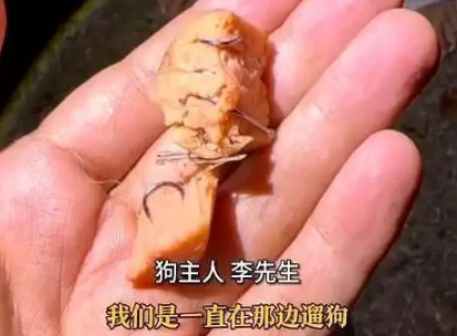 公园火腿肠藏鱼钩,犬只误食险丧命 公园火腿肠藏鱼钩,犬只误食险丧命