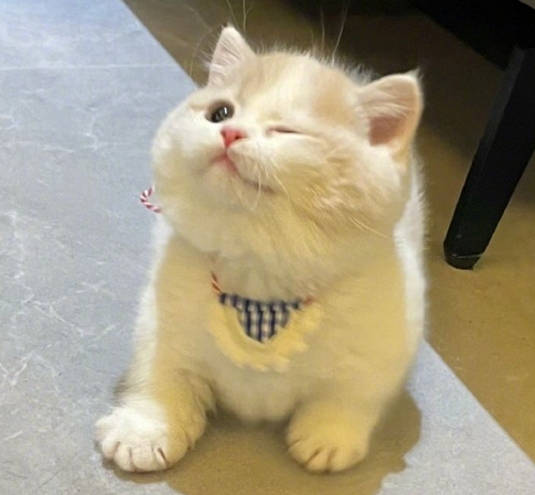 猫咪耳朵脱毛起皮怎么治疗