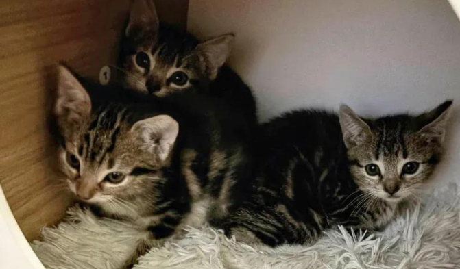 领养两只小猫后，她回头成全了三小只，好兄弟一个都不能少