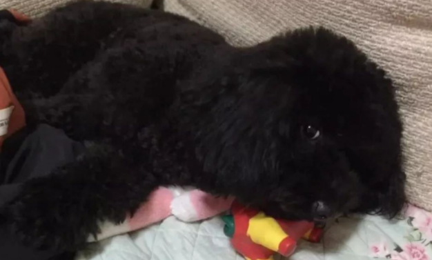 宠主对泰迪动刀子，狗狗竟然上瘾了 