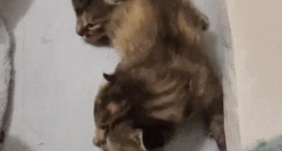 猫妈带娃也看颜值,丑娃全丢给铲屎官,家庭“帝”位一目了然 猫妈带娃也看颜值,丑娃全丢给铲屎官,家庭“帝”位一目了然