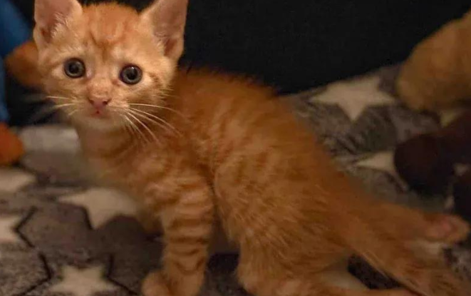流浪猫收养残疾小橘猫,意外发现,这小家伙带来的远超想象 流浪猫收养残疾小橘猫,意外发现,这小家伙带来的远超想象