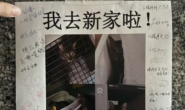 地铁口的流浪猫消失了，墙上字条暖哭全网：愿你被温柔以待