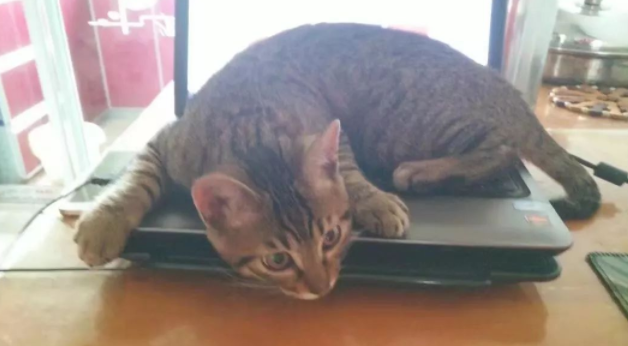 铲屎官有网不能用，全因猫咪太磨人 