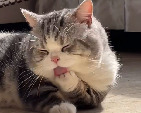 猫内脏破裂的症状 猫内脏破裂的症状