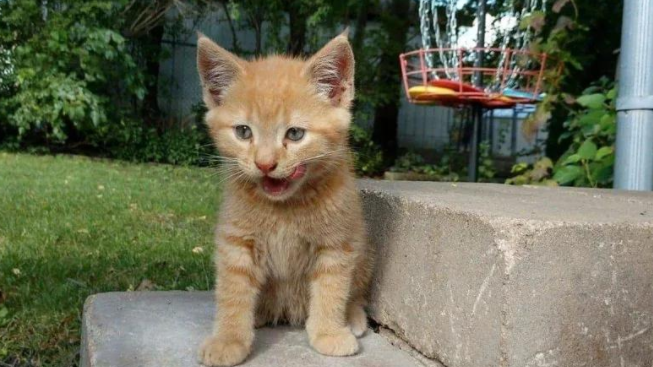 男子的一次善举，竟换来小橘猫的三年陪伴