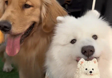 萨摩耶过生日,被金毛抢了蛋糕。一看就知道谁是灵珠谁是魔丸 萨摩耶过生日,被金毛抢了蛋糕。一看就知道谁是灵珠谁是魔丸