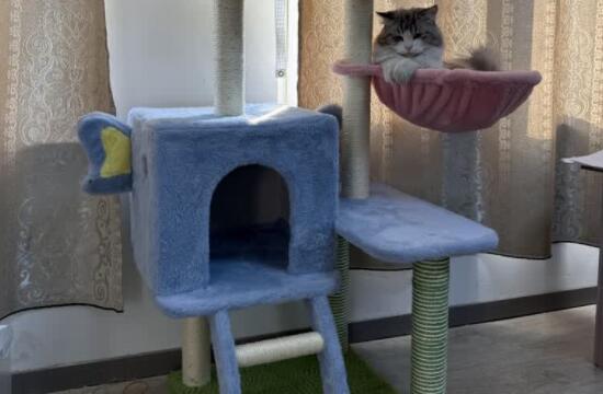 宠贝趣猫爬架用处大吗