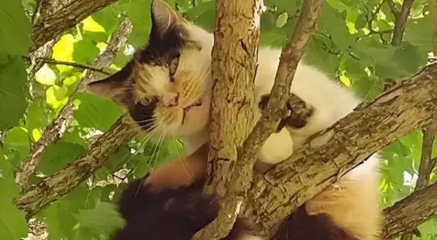 猫咪被困10米树梢，学生合力拉被子救援，却遗憾坠地慌乱逃走