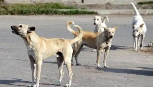 印度流浪狗叼着婴儿头颅闲逛，当地流浪狗泛滥成灾