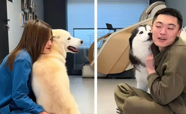 男主人被自家狗子用拖鞋狂抽，女主人被另外一只狗子猛踩…