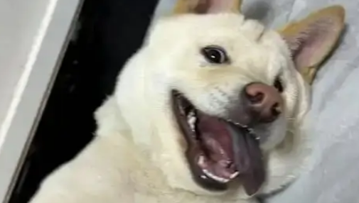 受伤小狗遭主人遗弃,医院里它仍摇尾巴,无奈医药费成无底洞 受伤小狗遭主人遗弃,医院里它仍摇尾巴,无奈医药费成无底洞