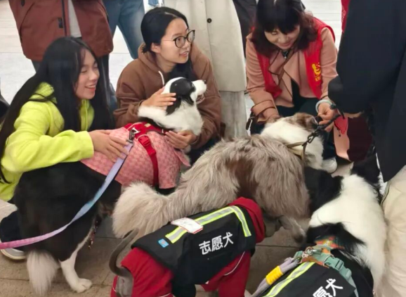 惊!十五只狗狗“空降”校园! 惊!十五只狗狗“空降”校园!