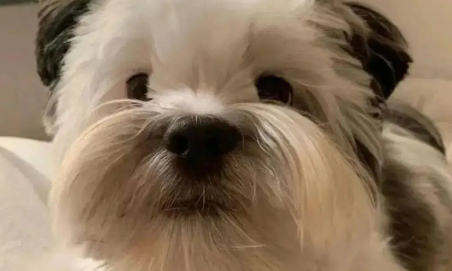 网友晒家里的混血狗宝,笑哭了,它怎么又老又年轻的 网友晒家里的混血狗宝,笑哭了,它怎么又老又年轻的