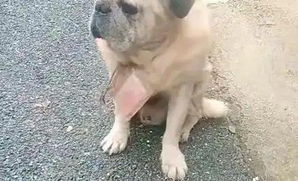 湖南老狗颈挂数百元小区求收养 字条藏牵挂,爱心母女暖心接盘 湖南老狗颈挂数百元小区求收养 字条藏牵挂,爱心母女暖心接盘