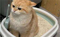 老猫便秘如何缓解？