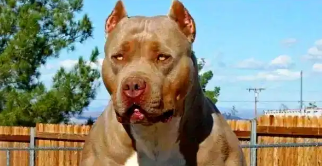 美国斗牛犬是什么品种？从萌物到肌霸的进化之路