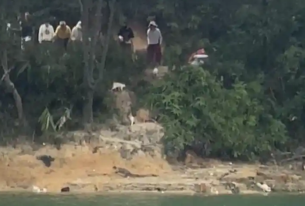 广东一水库边被放生大量猫,多只猫受惊落水,警方称将追查放生者 广东一水库边被放生大量猫,多只猫受惊落水,警方称将追查放生者