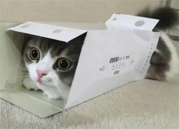 猫毛虱子怎么去除最快方法