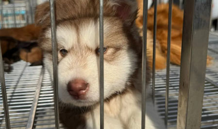 谁能成为宠物界的“泡泡玛特”? 谁能成为宠物界的“泡泡玛特”?