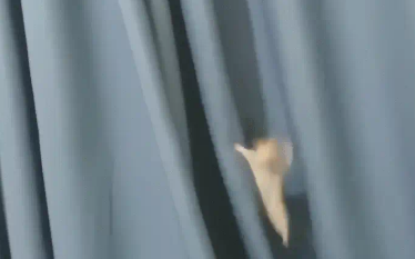 仓鼠爬窗帘滑落时,四肢张开卡在了窗帘缝隙中。网友:它还会轻功 仓鼠爬窗帘滑落时,四肢张开卡在了窗帘缝隙中。网友:它还会轻功